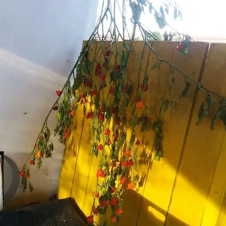 Harsfak Prázdninový dům *