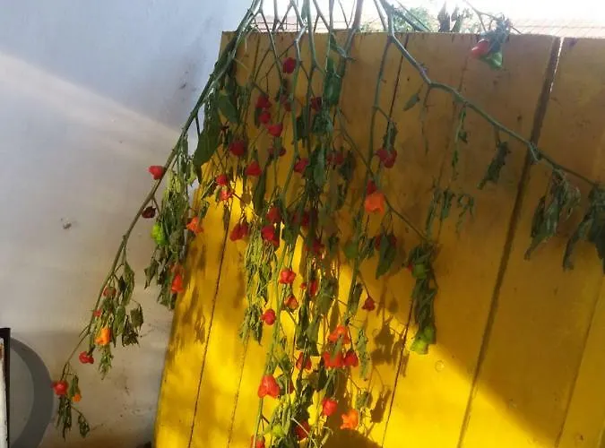 Harsfak Case de vacanță *